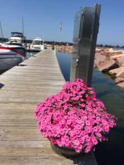 Pink flowers on boardwalk