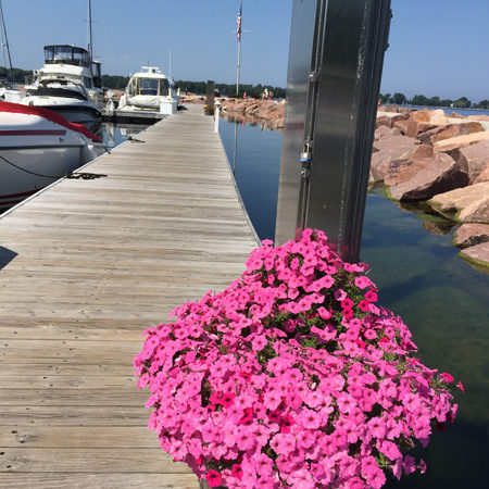 Pink flowers on boardwalk